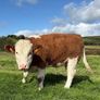 PBR Simmental Weanling Heifer Image 3