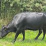 Dexter Cattle Image 3