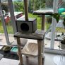 cat tree Image 3