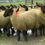 Suffolk ewe lambs Image 6