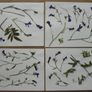 Lobelia - Pressed Flowers for Crafting: Flowers, Stems, Leaves Image 2