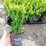Box Hedging Image 6