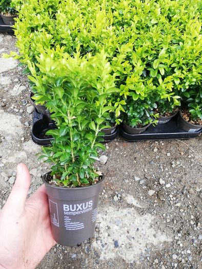 Box Hedging