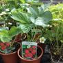 plants Image 3