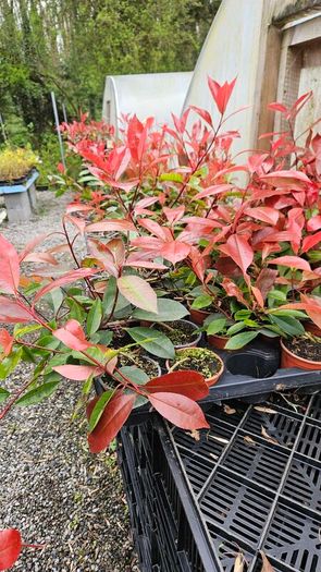 Shrubs and Garden Plants