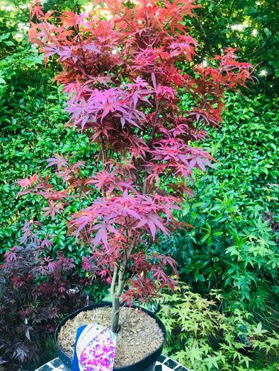 Japanese acers - wide selection