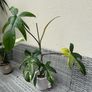 Rare Houseplant Philodendron Florida Beauty Image 5