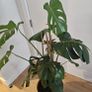 Extra Large Mature Monstera Deliciosa (Swiss Cheese Plant) Image 2
