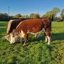 Pedigree Hereford Heifers and Bulls Image 7
