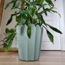 Tall Dracaena fragrans houseplant plant in the green plastic pot Image 3
