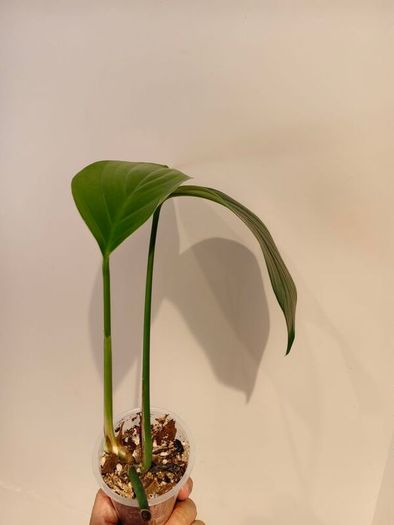 Rhaphidophora Decursiva Dragon tails