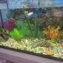 Fish tank Image 8