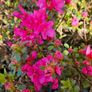 Evergreen Shrubs, Garden Plants Image 10