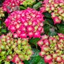 Large Hydrangea Plants Image 5