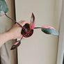 Philodendron Pink Princess Plant Image 3
