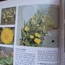 Black's picture information books/ Wild Flowers of verges & waste land/ 1977 Image 7