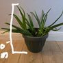 Indoor plants Image 5