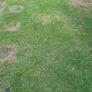 Bosch Electric Lawnmower Image 6