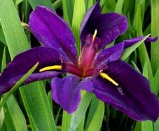 Pond plants- iris - Louisiana gamecock