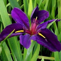 Pond plants- iris - Louisiana gamecock
