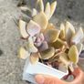 plant Image 2