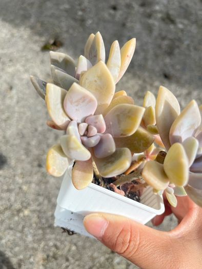 plant