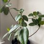 Rubber Plant Image 2
