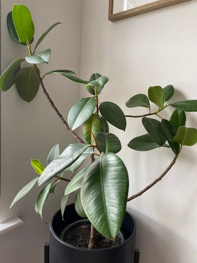 Rubber Plant