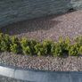 Box Hedging Image 4