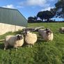 Sheep Image 8