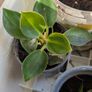 House plants in nursery pots Image 5