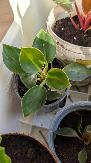 House plants in nursery pots