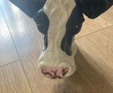 Ceramic cow vase
