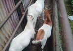 goats