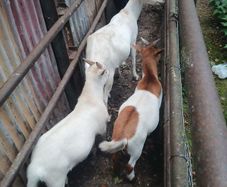 goats