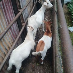 goats