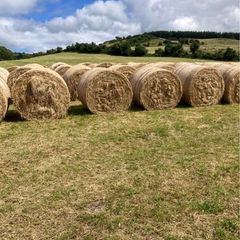June hay