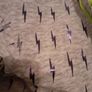 Hatley Fleece Lined Jacket Age 8 yrs Image 6