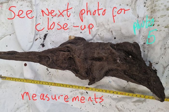 Collection of 4 Ancient Irish Bog Oak Pieces
