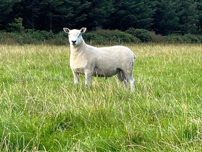 Blue Leicester Texel Cross Hogget Ram
