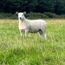 Blue Leicester Texel Cross Hogget Ram Image 2