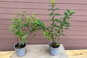 St John's Wort