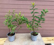 St John's Wort