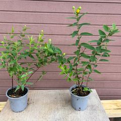 St John's Wort