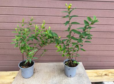 St John's Wort