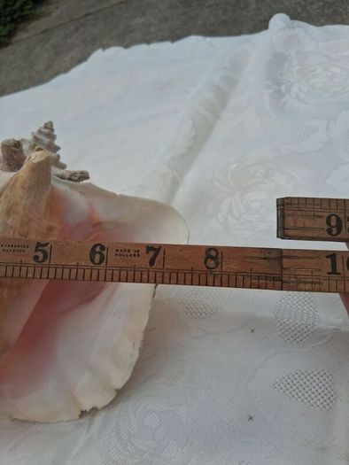 Large Queen Conch Shell