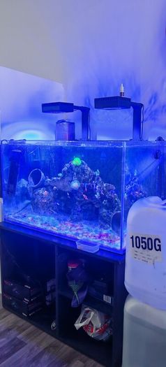 marine livestock