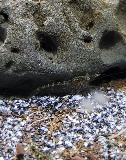 shrimp