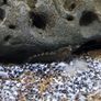shrimp Image 2