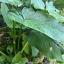 Calla lily white Image 5
